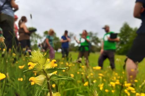 An image of yellow rattle