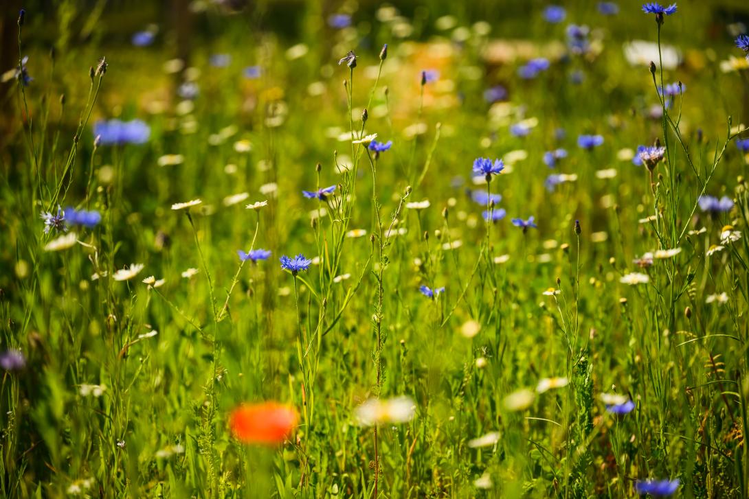 Chelson meadow